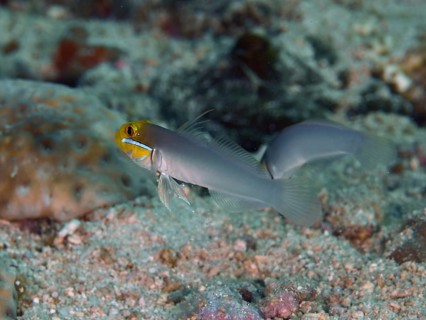 Two small fish, goldbrow sleeper gown (Valenciennea strigata), swim across sandy seabed. Spice Reef
