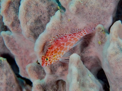 A small red fish, Spotted Coral Guardian (Cirrhitichthys oxycephalus), rests on a sea sponge. Close