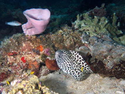 A large web moray eel (Gymnothorax favagineus) moves between corals and pink sponges. Spice Reef