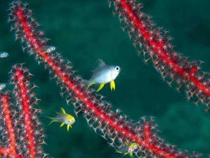 Golden reeffish (Amblyglyphidodon aureus) juvenile move between red coral branches