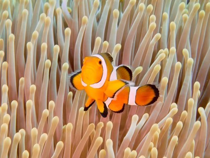 A false clownfish (Amphiprion ocellaris) swims between the living tentacles of a sea anemone. Close