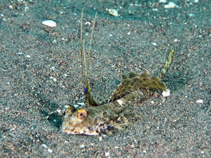 An exotic fish, finger lyrefish, giant lyrefish (Dactylopus dactylopus), lies on a sandy seabed.