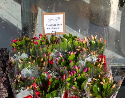 Christmas cacti plants priced for sale on display outside Ammi Flowers florist shop, Devizes,
