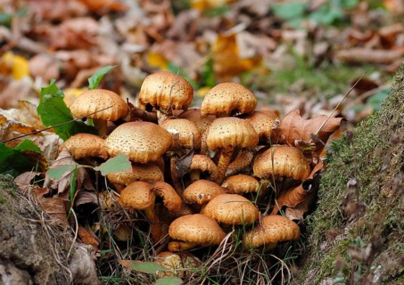 Sparry Schüppling (Pholiota squarrosa), group growing between tree trunks, North Rhine-Westphalia,