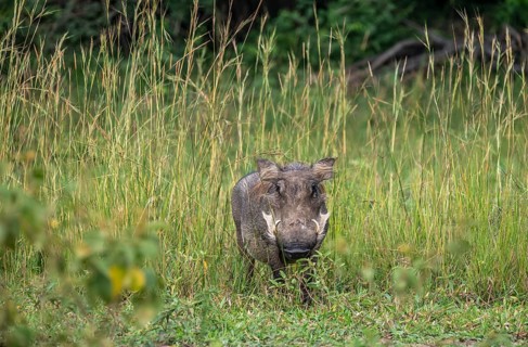 Warthog (Phacochoerus africanus), Ziwa Rhino Sanctuary, Uganda