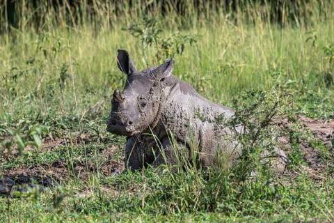Southern white rhino (Ceratotherium simum simum), young animal lying in a mud bath, Ziwa Rhino