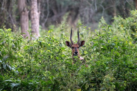 Southern Schirrantilope (Tragelaphus sylvaticus) looking out of bushes, Ziwa Rhino Sanctuary,