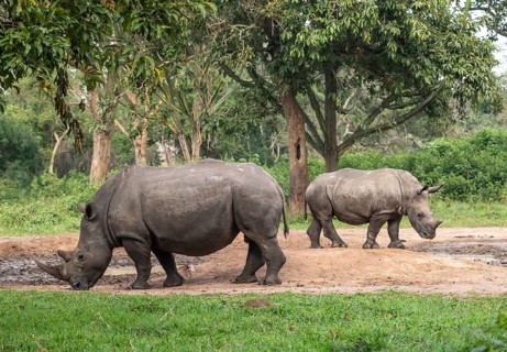 Southern white rhino (Ceratotherium simum simum), two animals at a watering hole, Ziwa Rhino