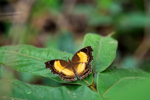 Butterfly Junonia terea sitting on leaf with wings spread out, Ziwa Rhino Sanctuary, Uganda