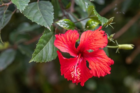 Red Hibiscus Flower (Hibiscus), Ziwa Rhino Sanctuary, Uganda