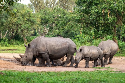 Southern white rhino (Ceratotherium simum simum), several animals at a watering hole, Ziwa Rhino