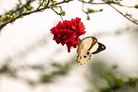 African swallowtail (Papilio dardanus) on red flower, Ziwa Rhino Sanctuary, Uganda