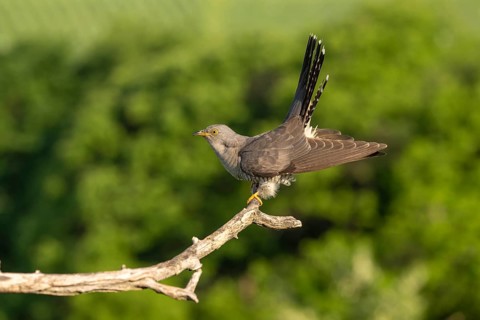 Cuckoo (Cuculus canarus), bird, on branch, Ormoz, Slovenia