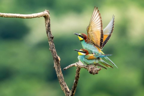 Bee-eater (Merops apiaster), birds copulating on branches, Ormoz, Slovenia