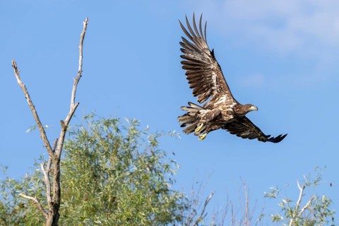 White-tailed eagle (Haliaeetus albicilla), bird, departing from Ast, Danube Delta, Romania