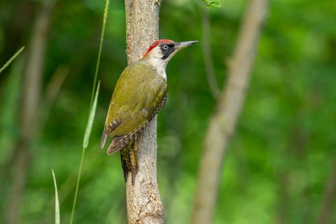 Greeting woodpecker (Picus viridis), female, sideways, on tree trunk, Kiskunsag National Park,