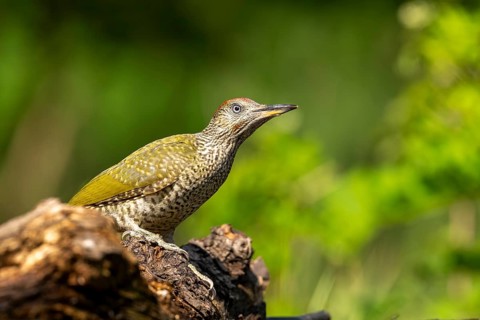 Greeting woodpecker (Picus viridis), bird, juvenile, sideways, on tree trunk, Kiskunsag National