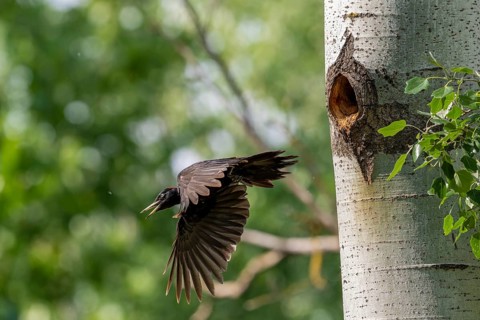 Black woodpecker (Dryocopus martius), male approaching a tree to the brood cave, Tiszaalpar,