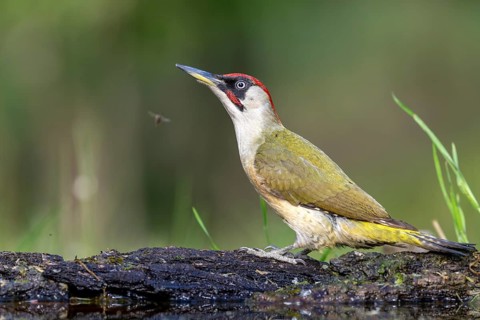 Greeting woodpecker (Picus viridis), bird, male, sideways, on tree trunk, Kiskunsag National Park,