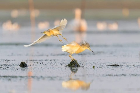 Egret (Ardeola ralloides), bird, in morning light, Danube Delta, Romania