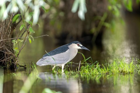 Night heron (Nycticorax nytricorax), bird, in water, Danube Delta Romania