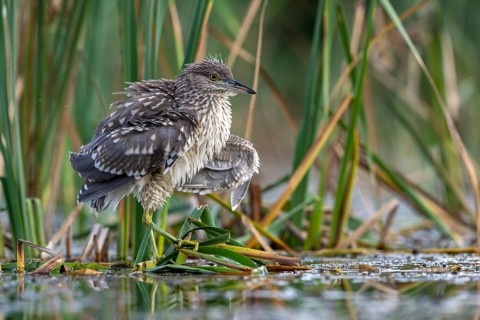 Night heron (Nycticorax nytricorax), juvenile, bird, in reeds, Kiskunsag National Park, Hungary