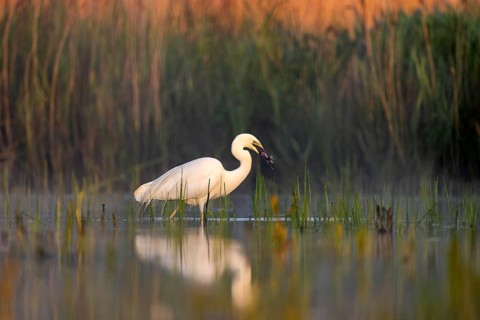 Great egret (Casmerodius albus), bird, in water, fish in beak, morning light, Subotica, Serbia