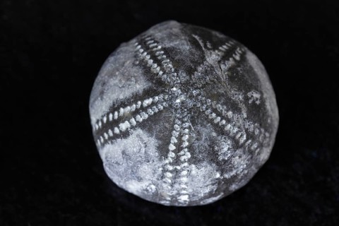 Detailed view of sea urchin fossil found in Rügen Germany