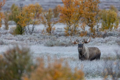 Bull elk (Alces alces) in autumn, autumn landscape, Norway
