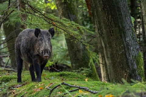 Wild boar boar (Sus scrofa) looking for beechnuts and acorns, alert, eyes, eye contact, Denmark