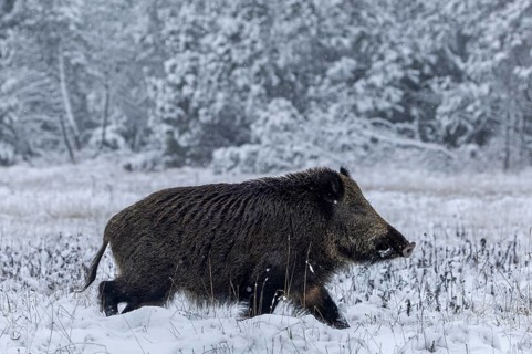 Wild boar boar (Sus scrofa) during mating season, looking for streams in winter landscape,