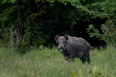 Wild boar boar (Sus scrofa) in a forest meadow, alert, eyeing, eye contact, Denmark