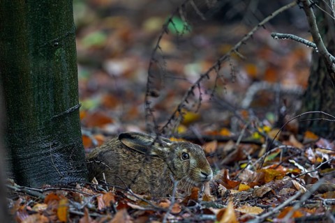 Brown hare (Lepus europaeus) sitting on the trunk of a European beech, Germany