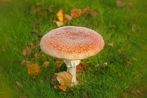 Red toadstool (Amanita muscaria), fruiting body, with alienation, North Rhine-Westphalia, Germany