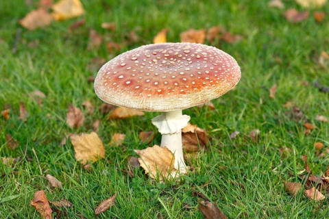 Toadstool (Amanita muscaria), fruiting body, North Rhine-Westphalia, Germany