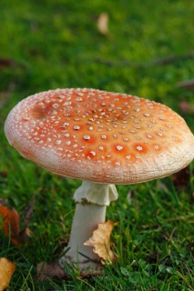 Toadstool (Amanita muscaria), fruiting body, North Rhine-Westphalia, Germany