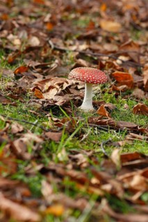 Red toadstool (Amanita muscaria), fruiting body, in autumn leaves, North Rhine-Westphalia, Germany