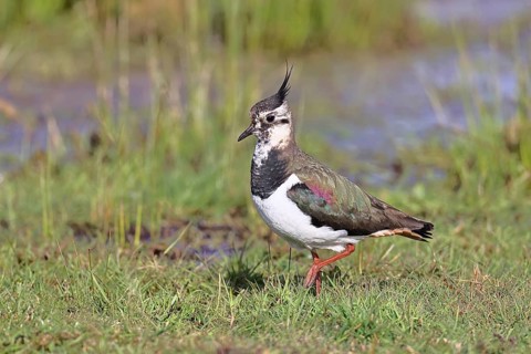 Lapwing (Vanellus vanellus), gorgeous dress, looking for food in a swampy meadow, wildlife,