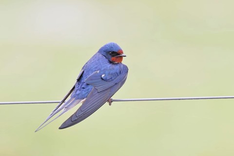 Barn swallow (Hirundo rustica) sitting on a pasture fence, wildlife, animals, birds, swallows,