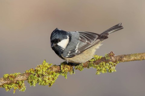 Pine tit (Periparus ater) sitting on moss-covered branch, wildlife, animals, birds, tit,