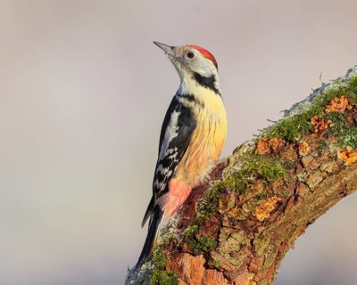 Middle woodpecker (Dendrocopos medius) sitting on a thick branch covered with moss, winter, light