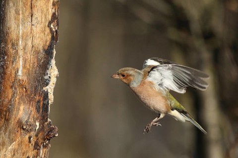 Chaffinch (Fringilla coelebs) male in flight, approach to forage wood, winter feeding, Allgäu,