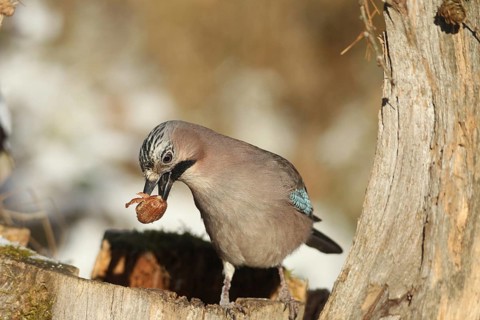 Eurasian Jay (Garrulus glandarius) with acorn (Quercus) in its beak, feeding in the forest during