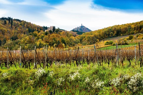 Château Kintzheim and Château du Haut-Kœnigsbourg Vineyards and Castle, Kintzheim, Bas-Rhin
