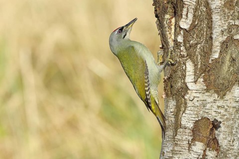 Grey woodpecker (Picus canus), male sitting on the trunk of a grey birch tree (Betula populifolia),
