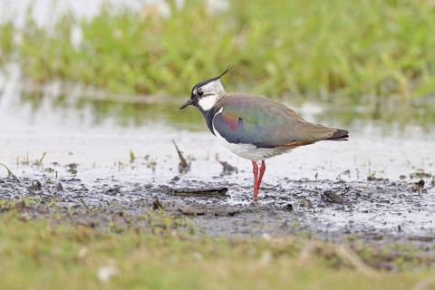 Lapwing (Vanellus vanellus), gorgeous dress, looking for food in a swampy meadow, wildlife,