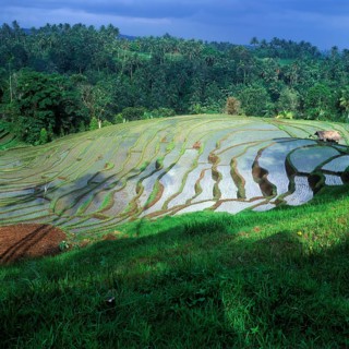 Terrace rice paddies north of Antosari, Bali, Indonesia