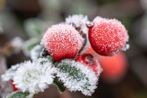 Cotoneaster (Cvotoneaster dammeri), fruits, Emsland, Lower Saxony, Germany
