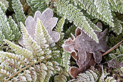 Fern (Polystichum setiferum) with hoarfrost, Emsland, Lower Saxony, Germany
