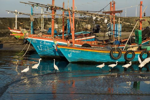 Colorful fishing boats and herons in harbor, sunset, Hua Hin, Prachuap Khiri Khan, Central